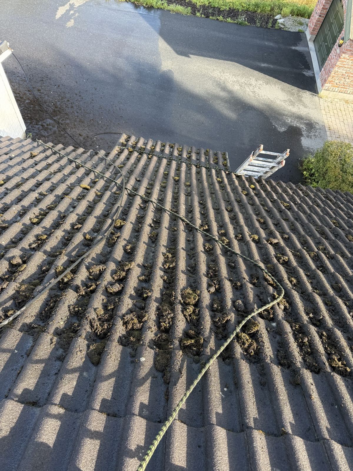 Tak med løsnet mose liggende i radene av taksteinen, sikringstau over takflaten og stige ved takfoten